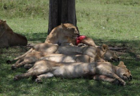 This lioness at the Governors Camp in Maasai Mara has a story to tell.